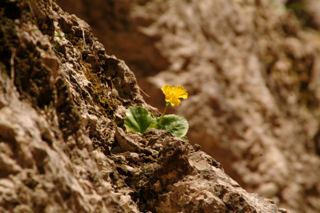 Primula auricula /  Primula orecchia d''orso
